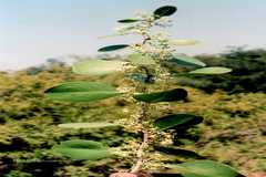 Maytenus senegalensis